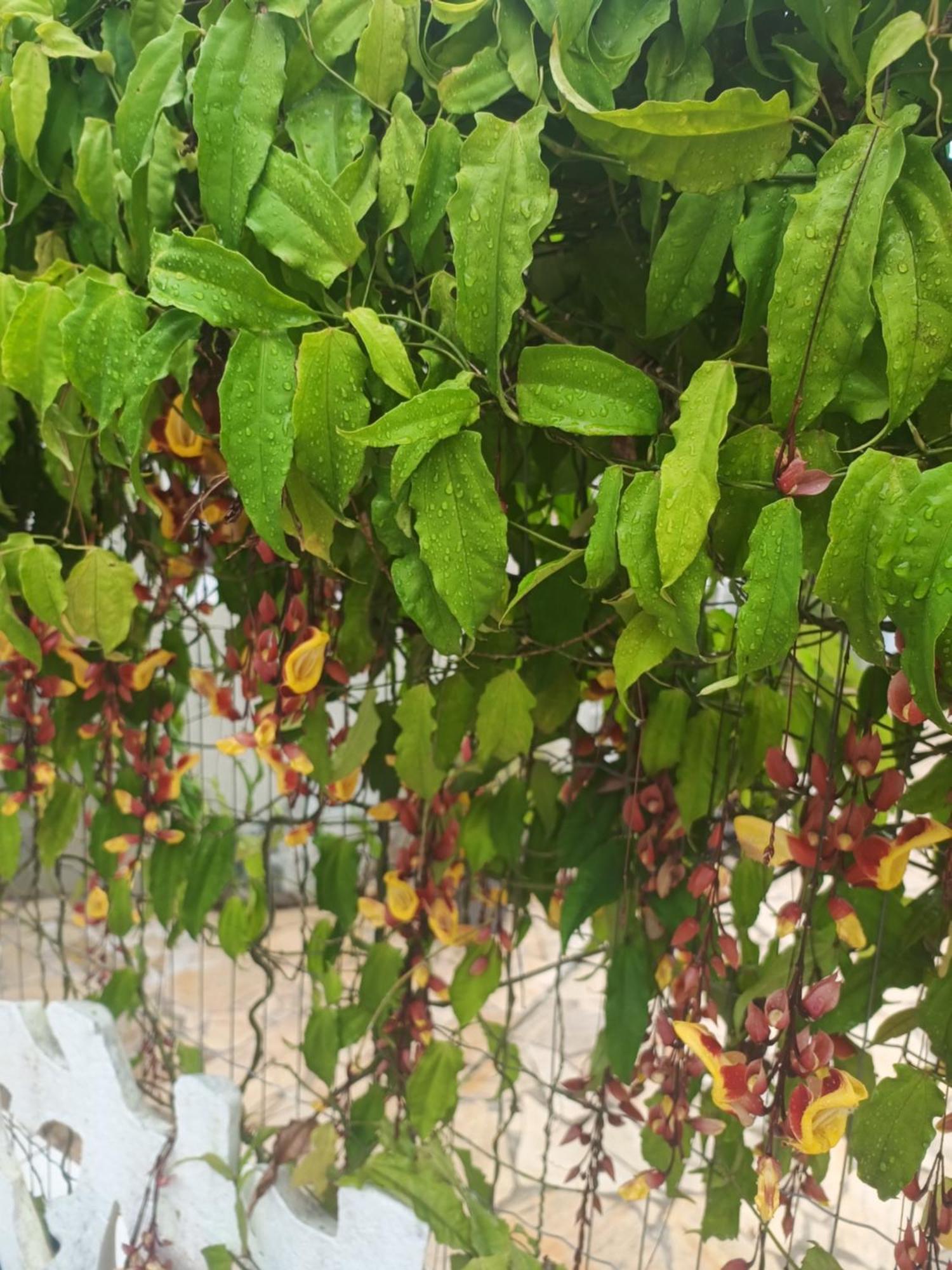 Estalagem Nova Primavera