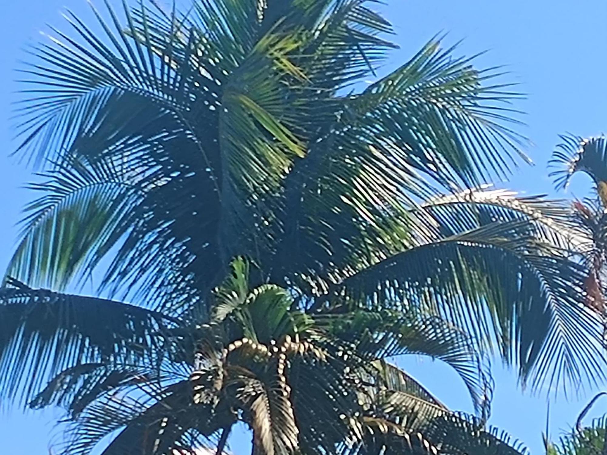 Nova Primavera Estalagem
